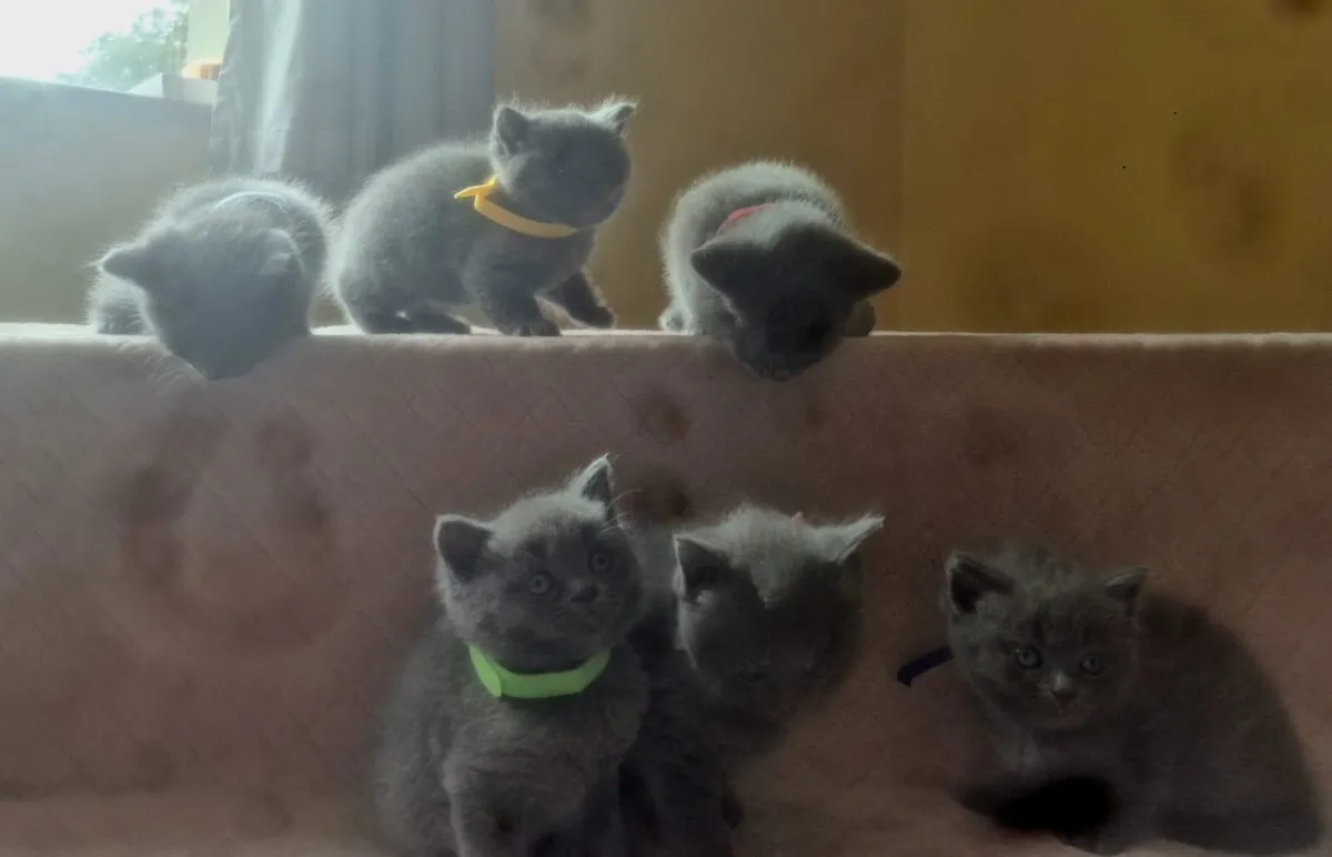 Ragdoll x BSH Kittens - Image 3