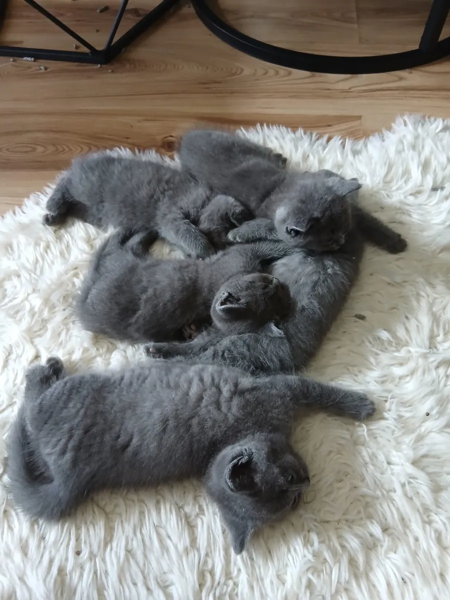 Ragdoll x BSH Kittens - Image 2