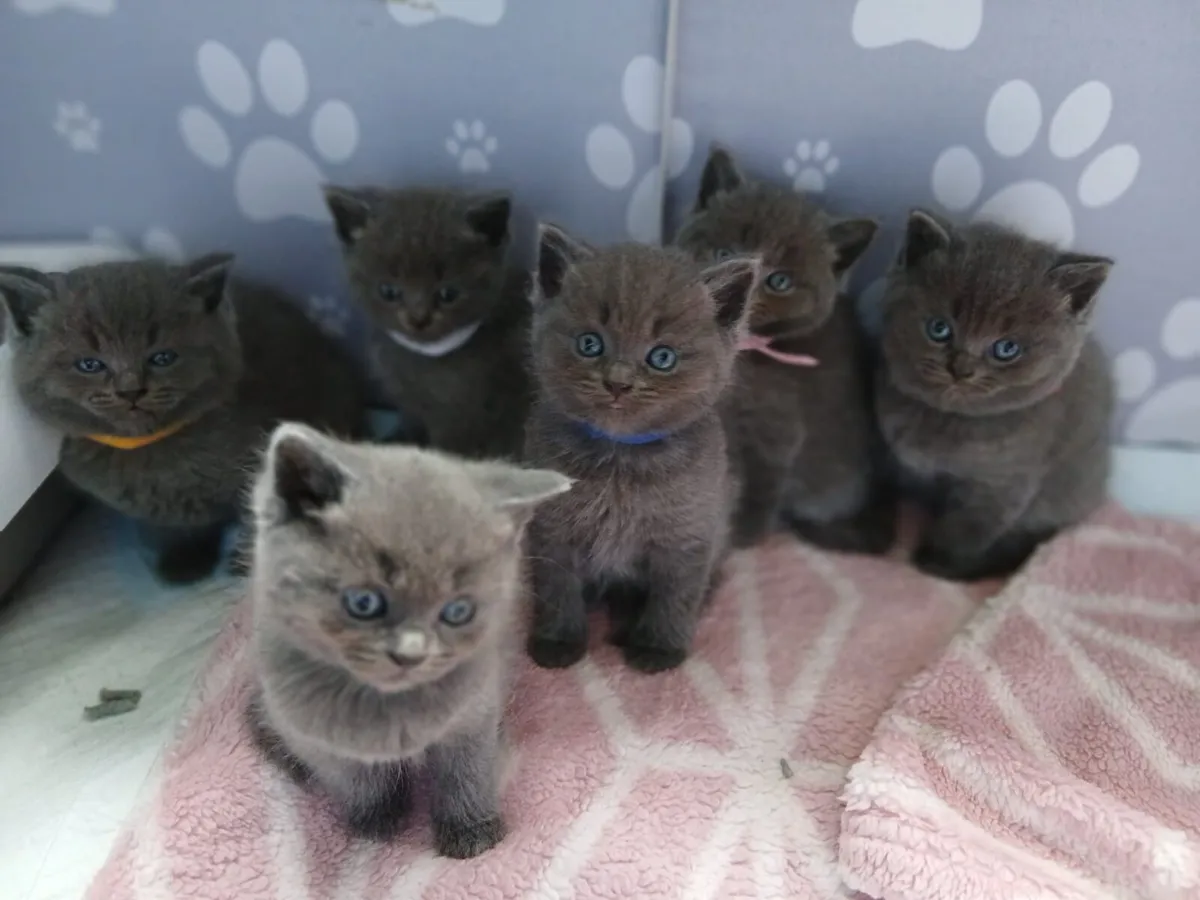 Ragdoll x BSH Kittens - Image 1