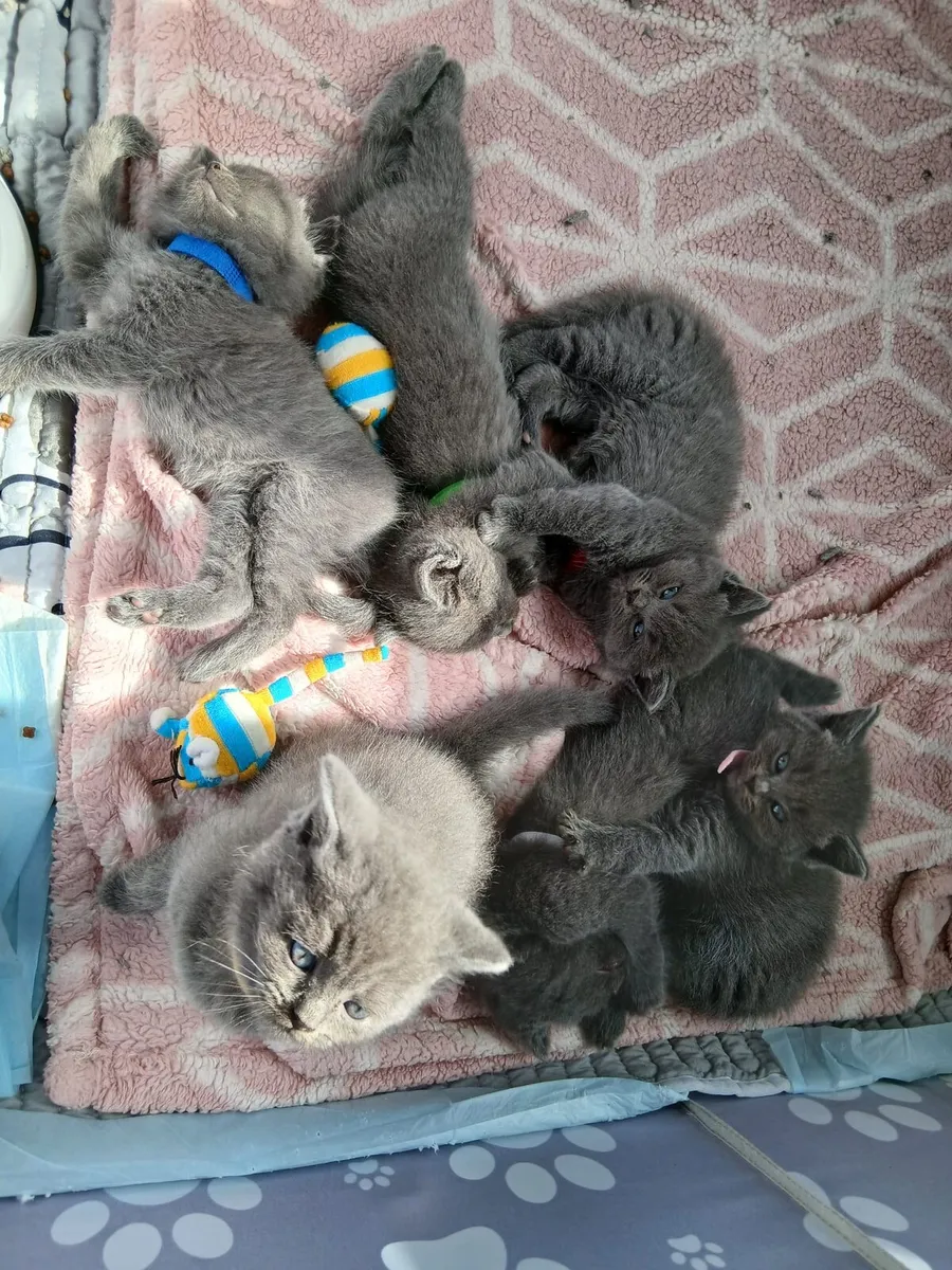 Ragdoll x BSH Kittens - Image 2