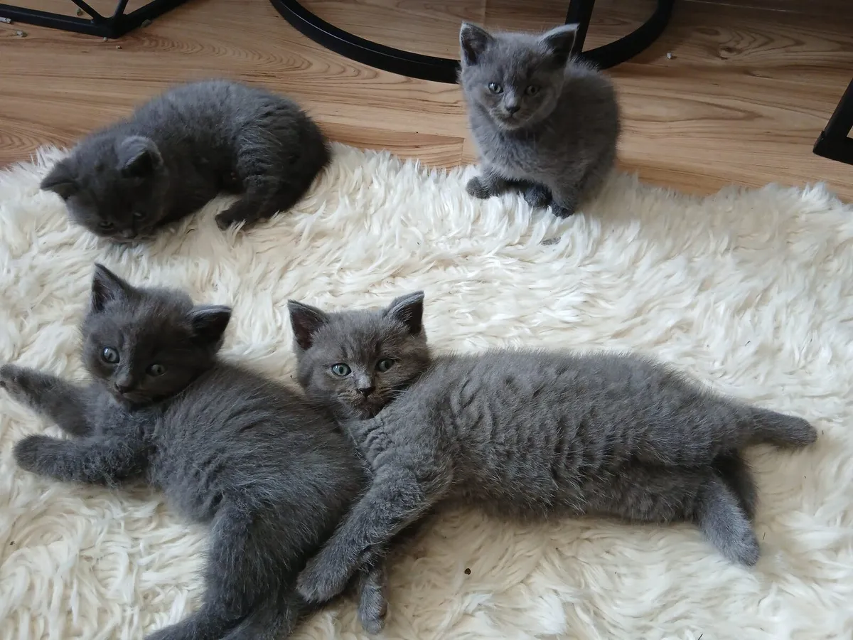 Ragdoll x BSH Kittens - Image 1