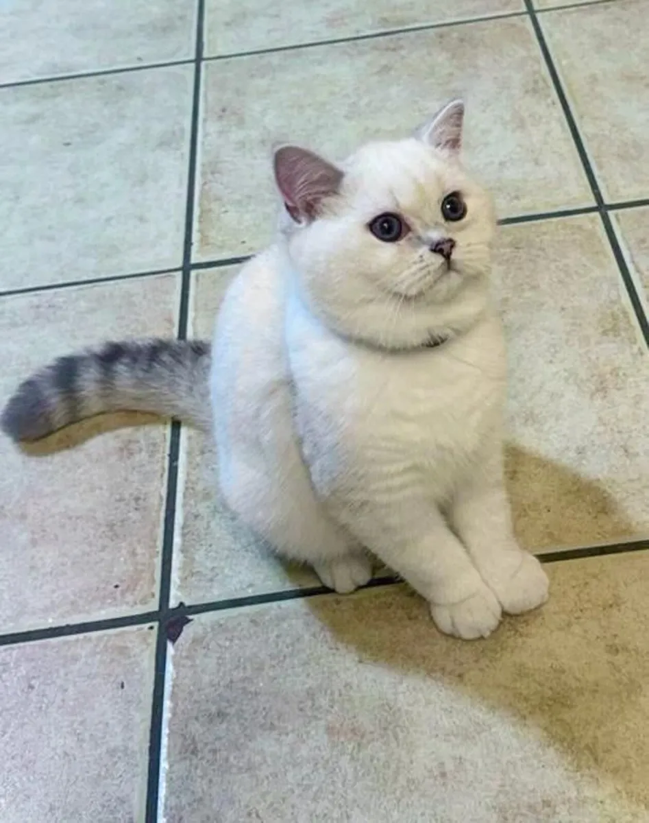 Purebred Seal Point British Shorthair Kittens - Image 2