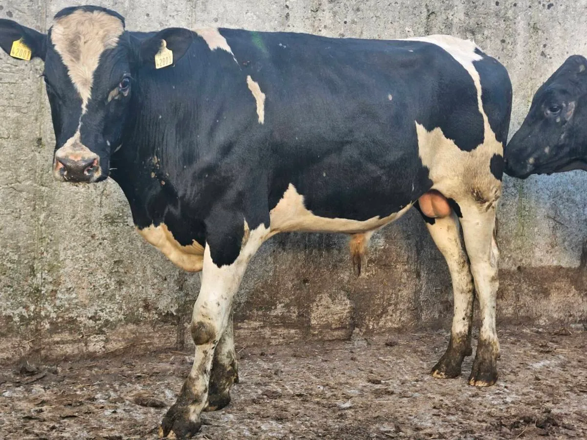 Vasectomised Teaser bulls - Image 1