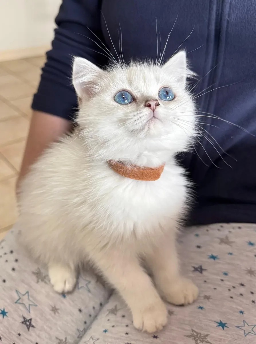 Purebred Seal Point British Shorthair Kittens - Image 3