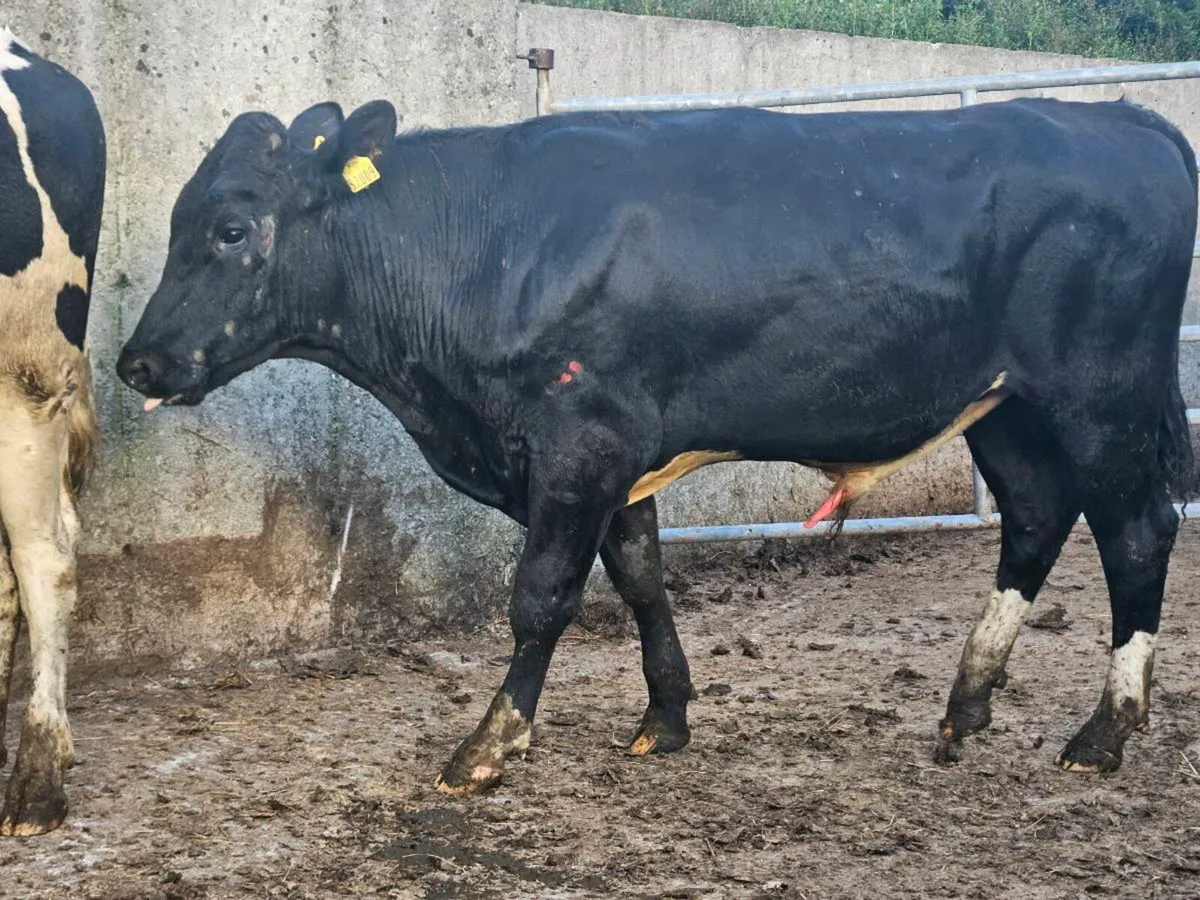 Vasectomised Teaser bulls - Image 2