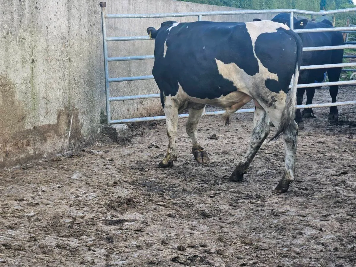 Vasectomised Teaser bulls - Image 3