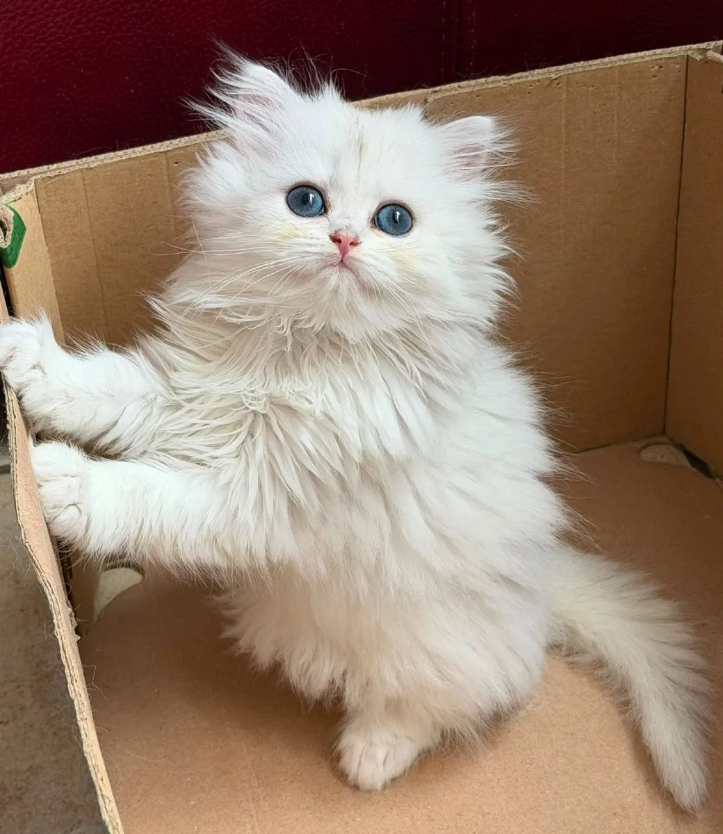 Purebred Seal Point British Shorthair Kittens - Image 1