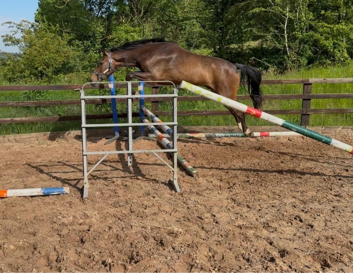 Beautiful 3yo Gelding - Image 2