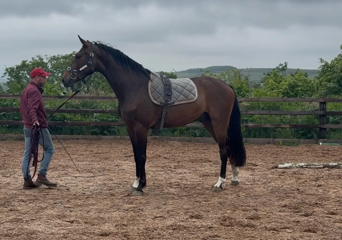 Beautiful 3yo Gelding - Image 3
