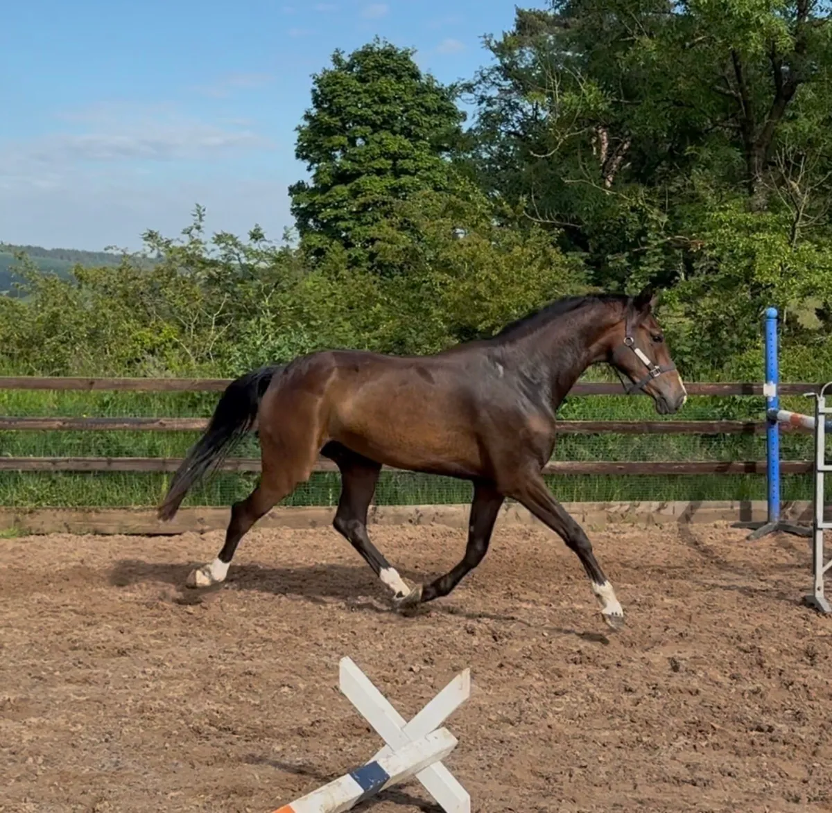 Beautiful 3yo Gelding - Image 4