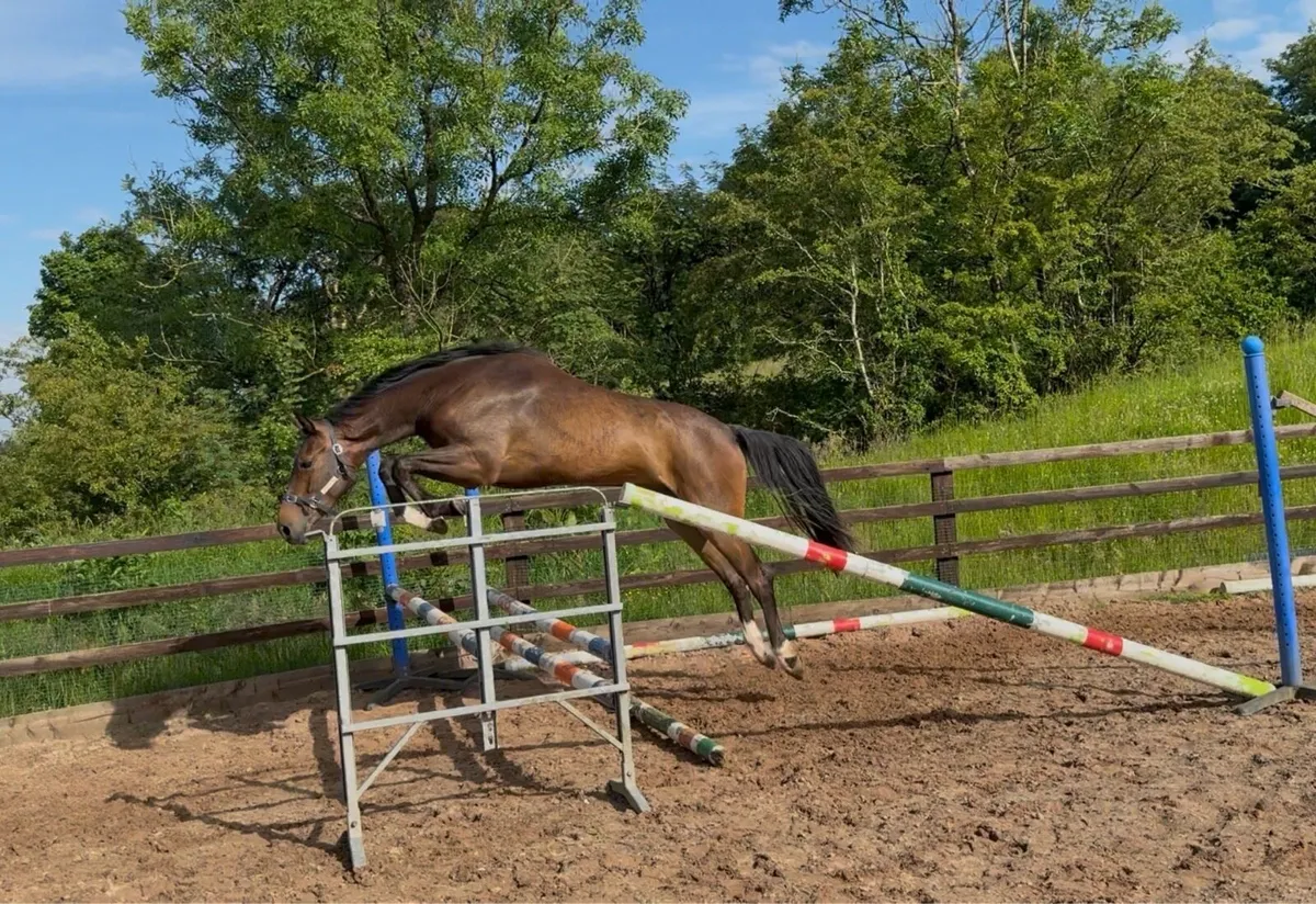 Beautiful 3yo Gelding - Image 1