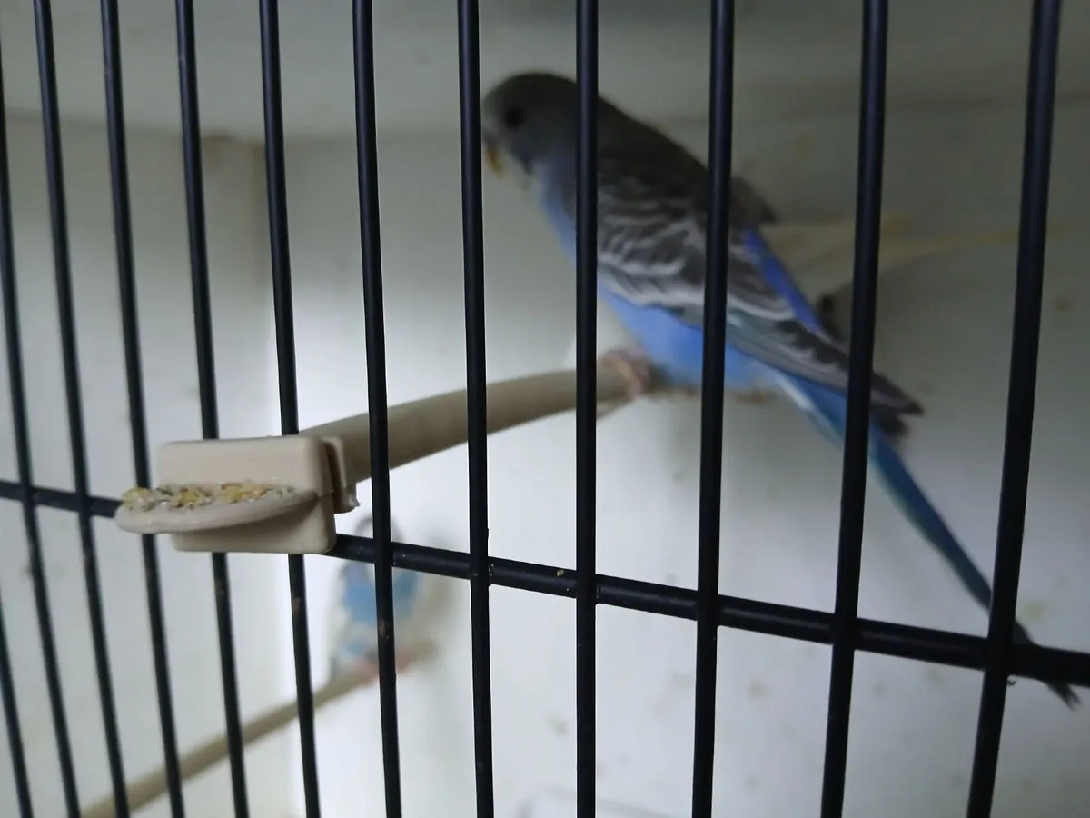 Budgies - Image 1