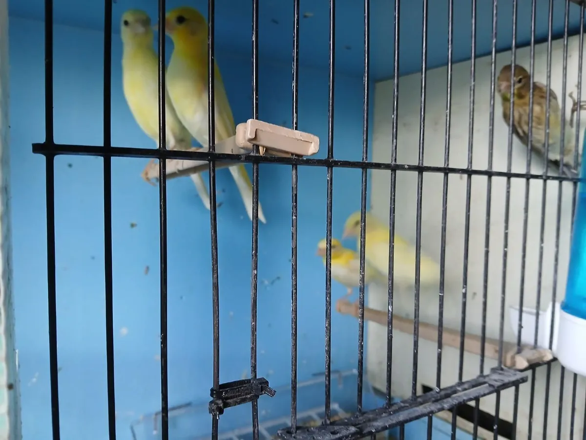 Budgies - Image 3