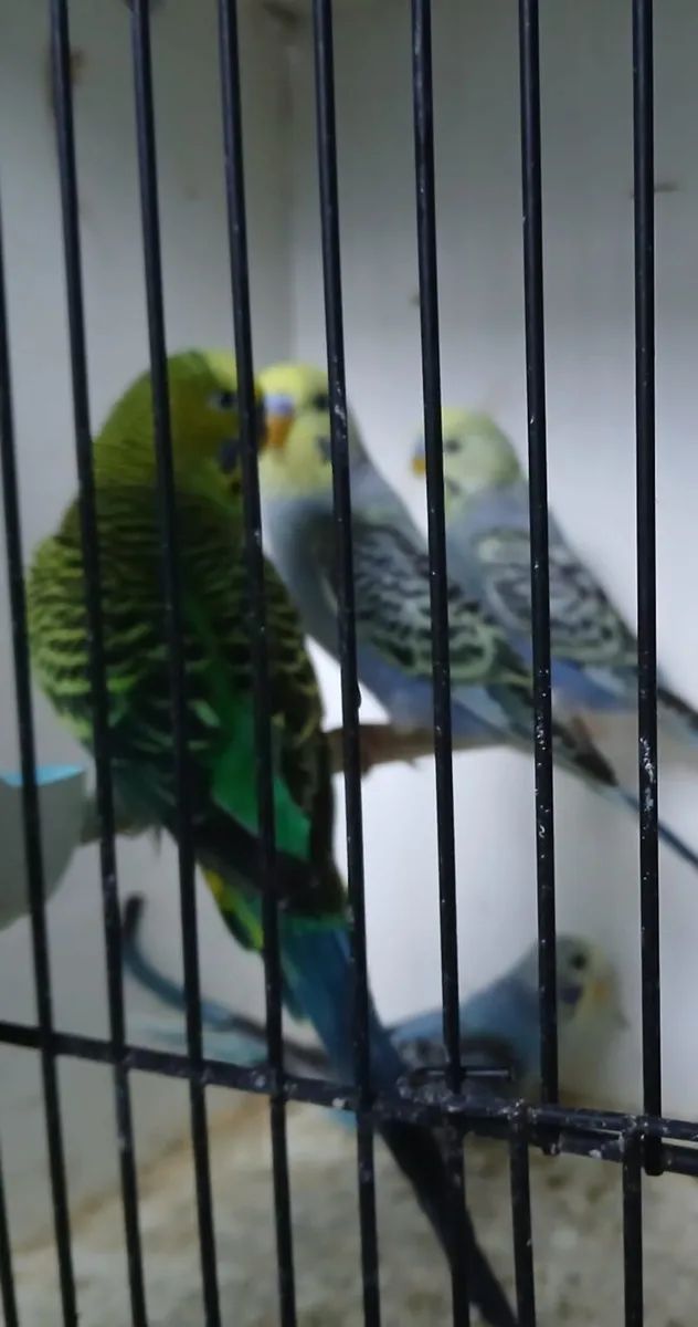 Budgies - Image 2