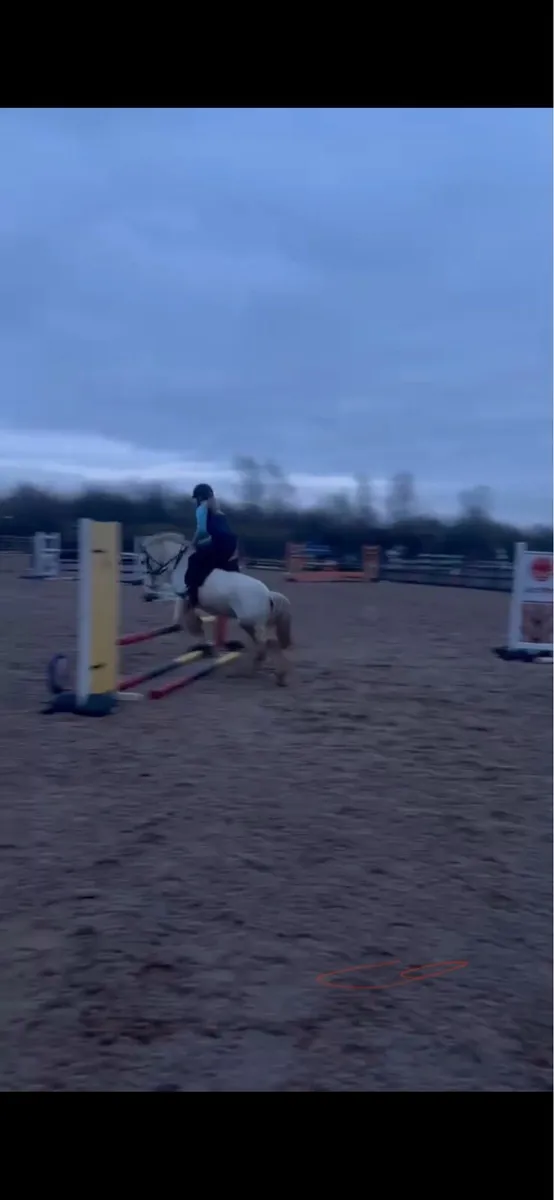 5 year old cob pony - Image 2