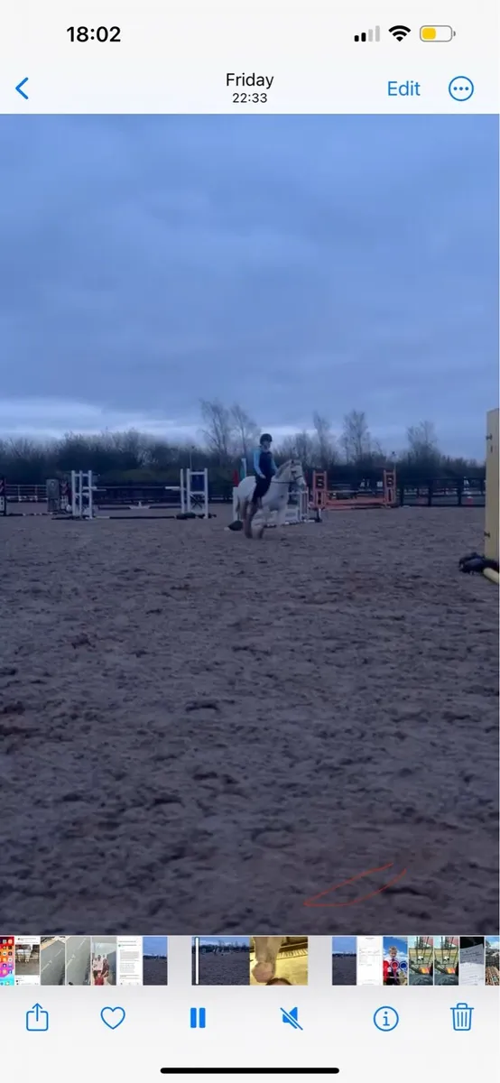 5 year old cob pony - Image 3