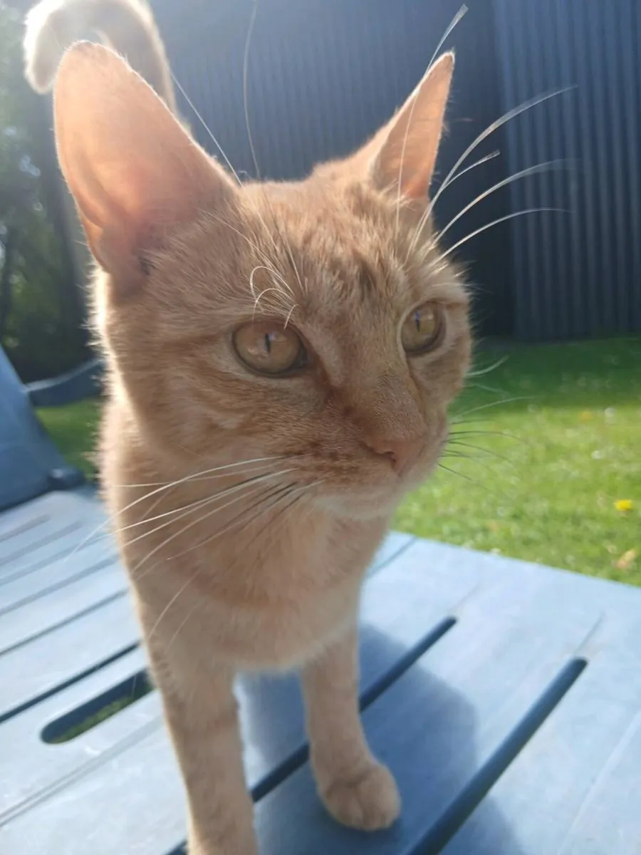 Ginger Cat - Image 1