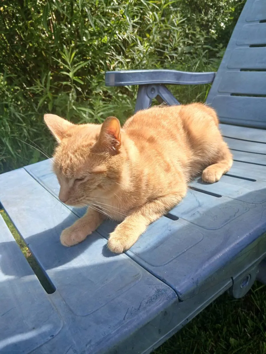 Ginger Cat - Image 2