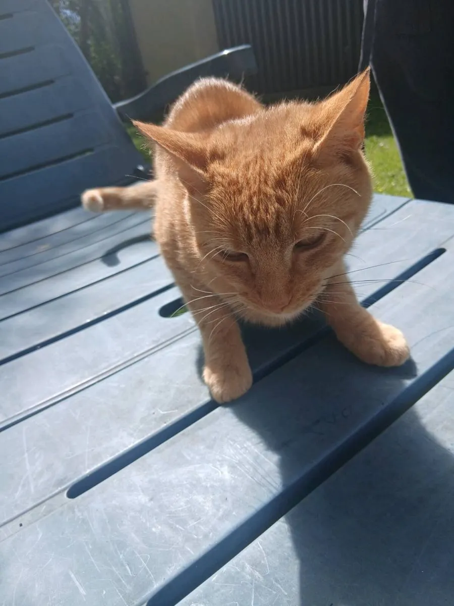 Ginger Cat - Image 3