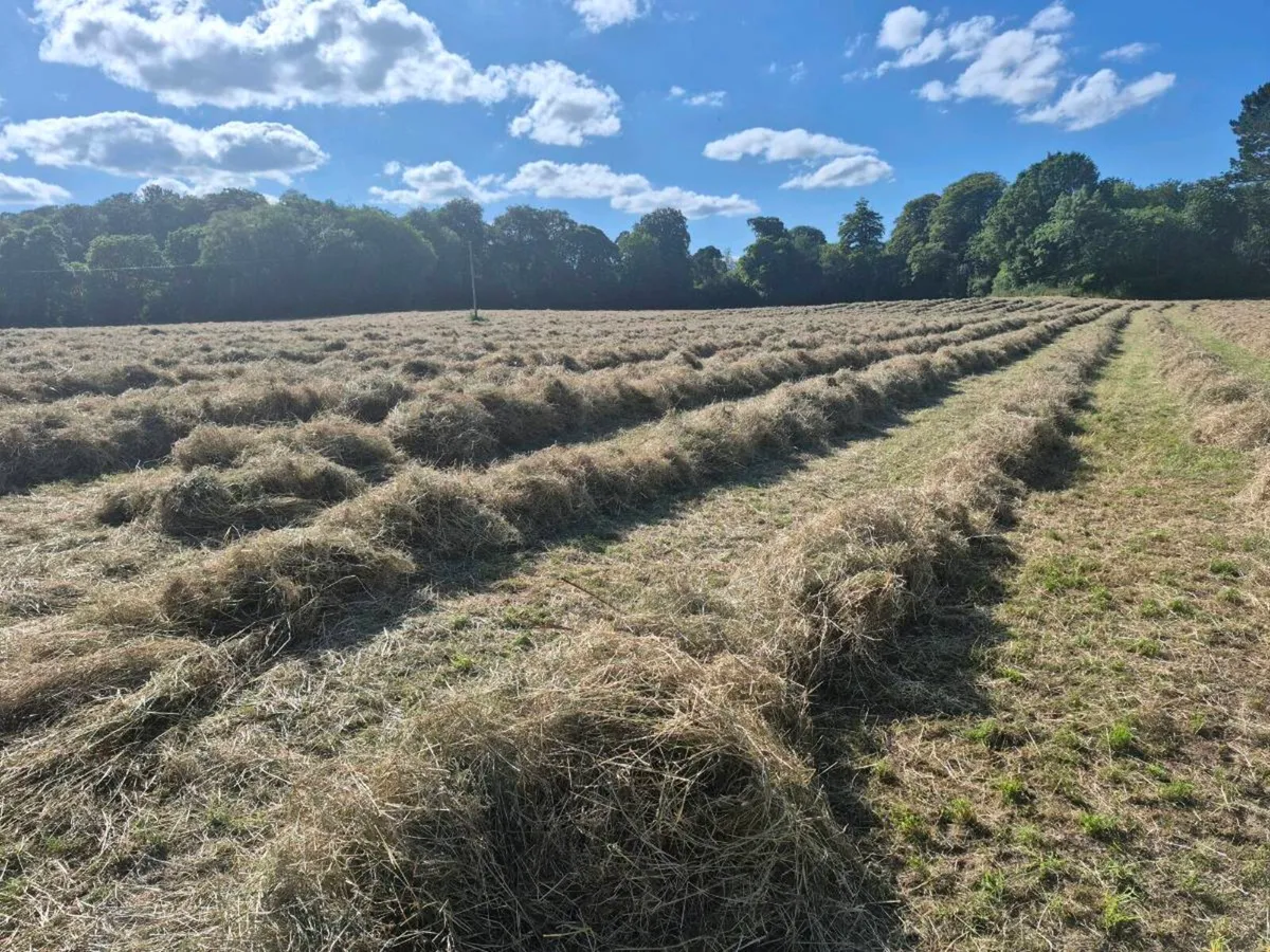 Small square bales of hay for sale - Image 2