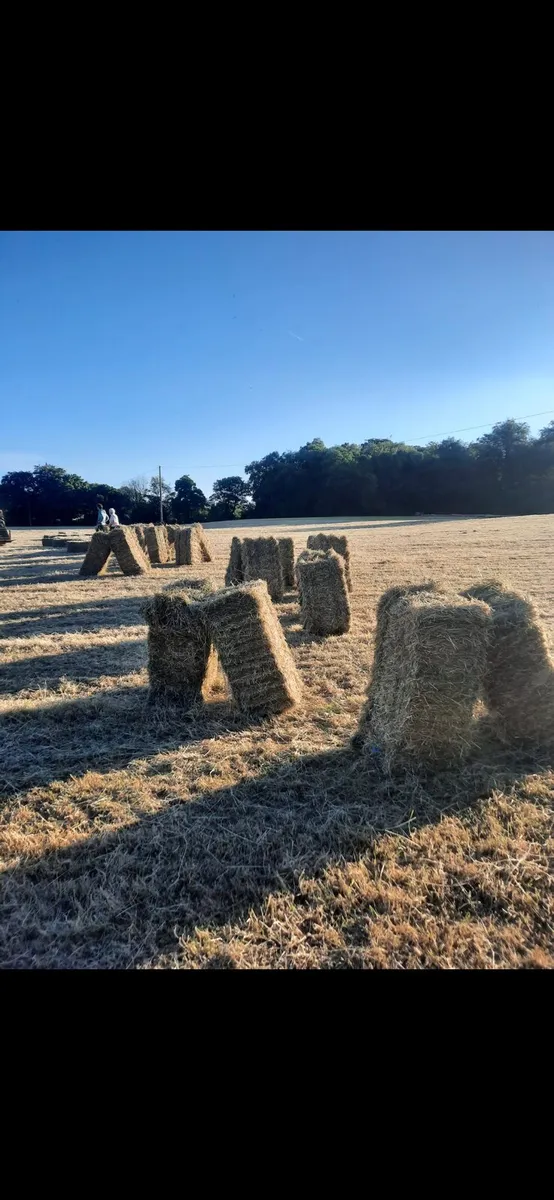 Small square bales of hay for sale - Image 1