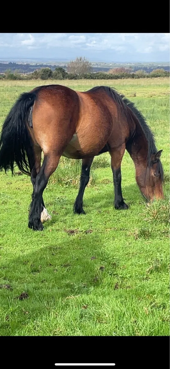 Five year mare and foal - Image 2