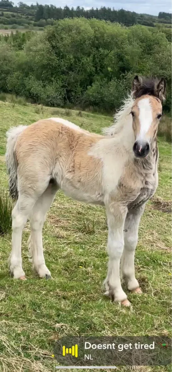 Five year mare and foal - Image 1