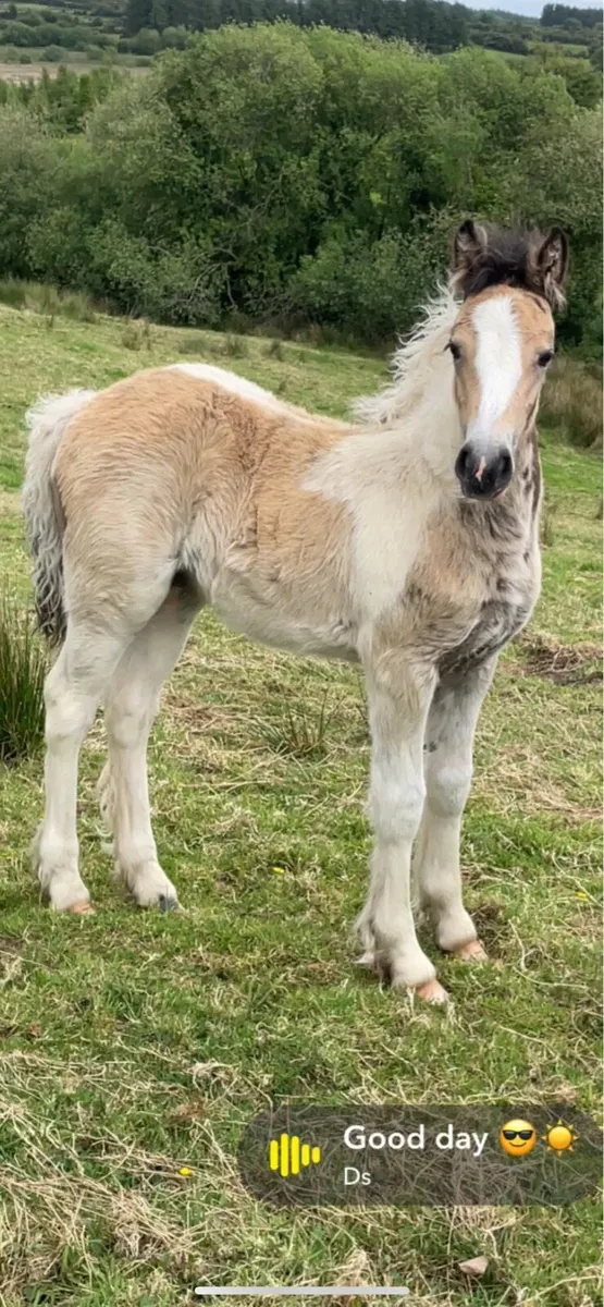 Five year mare and foal - Image 4