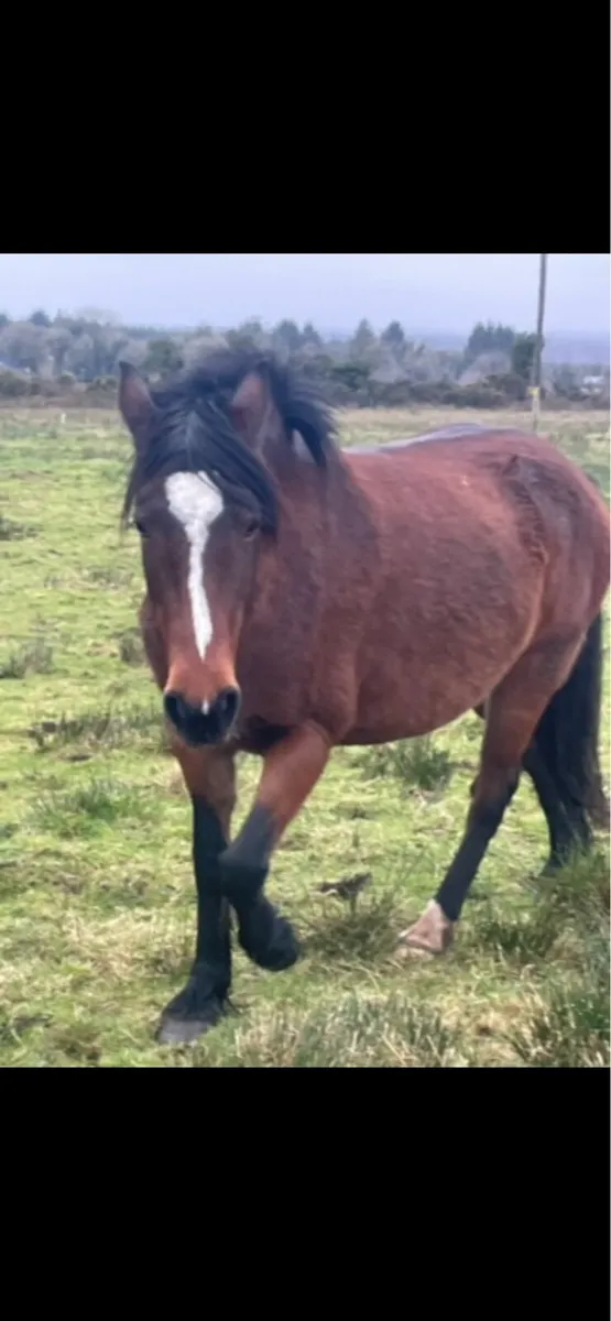 Five year mare and foal - Image 3