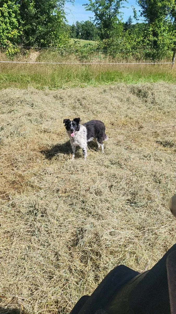 Square bales hay - Image 2