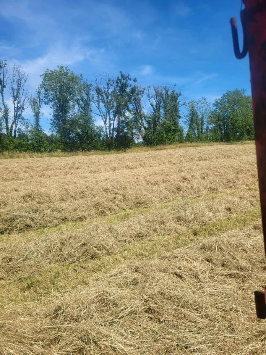 Square bales hay - Image 4