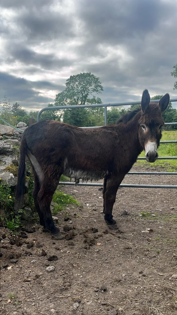 Mare donkey - Image 1