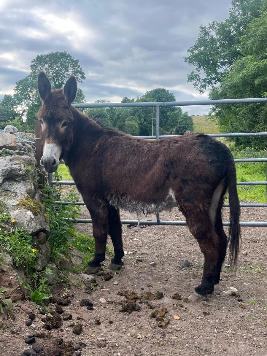 Mare donkey - Image 2