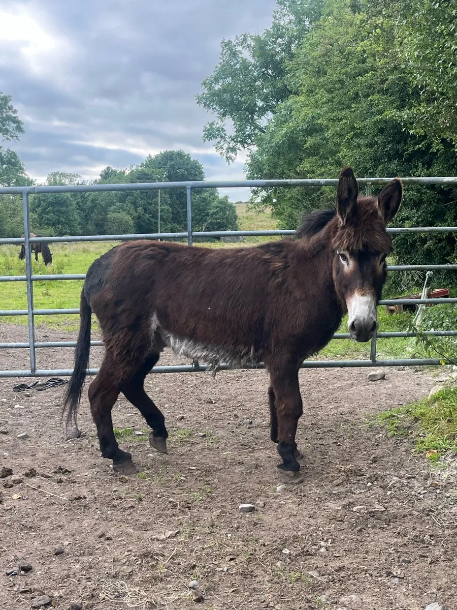 Mare donkey - Image 3