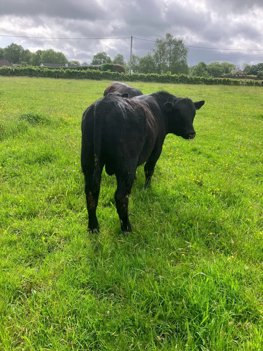 Pbr Angus bulls - Image 3