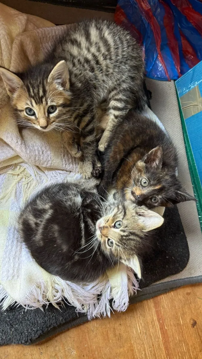Kittens - Image 1
