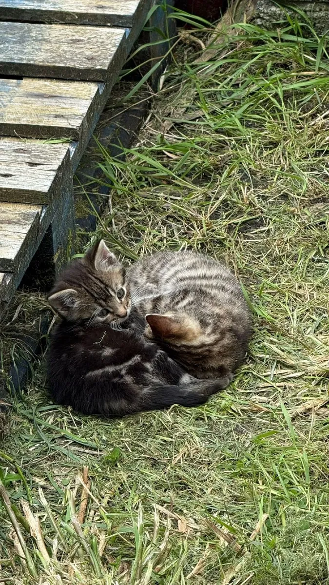 Kittens - Image 2