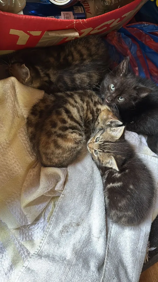 Kittens - Image 3