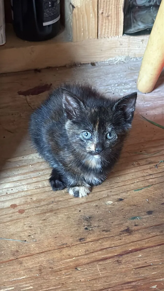 Kittens - Image 4