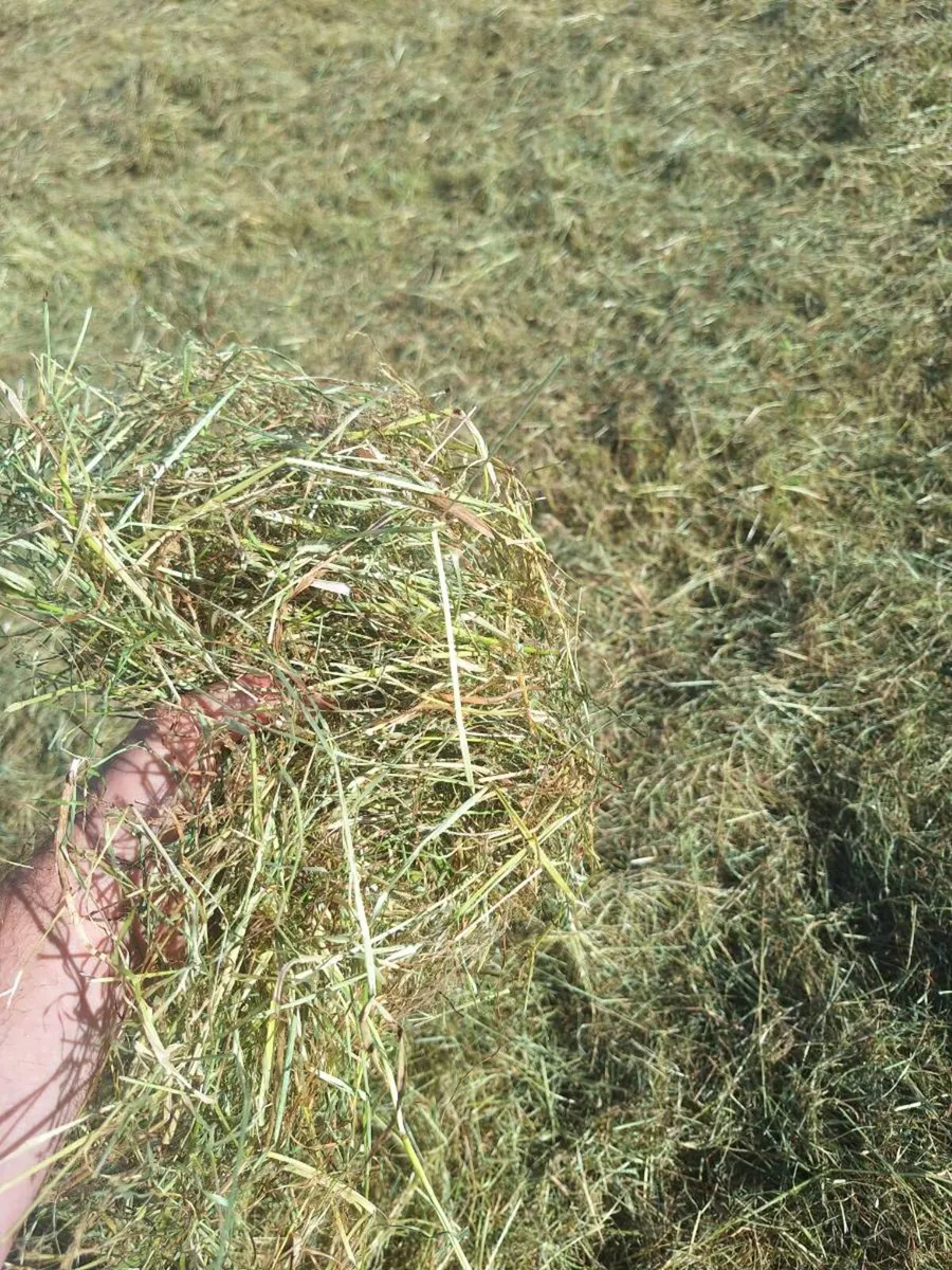 Hay bales - Image 2