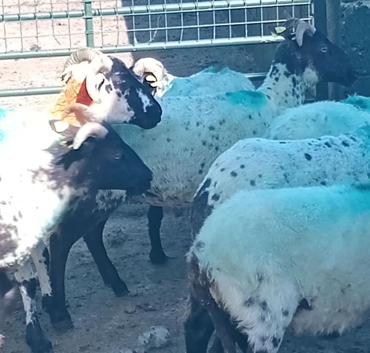 Ewe Hoggs - Image 1