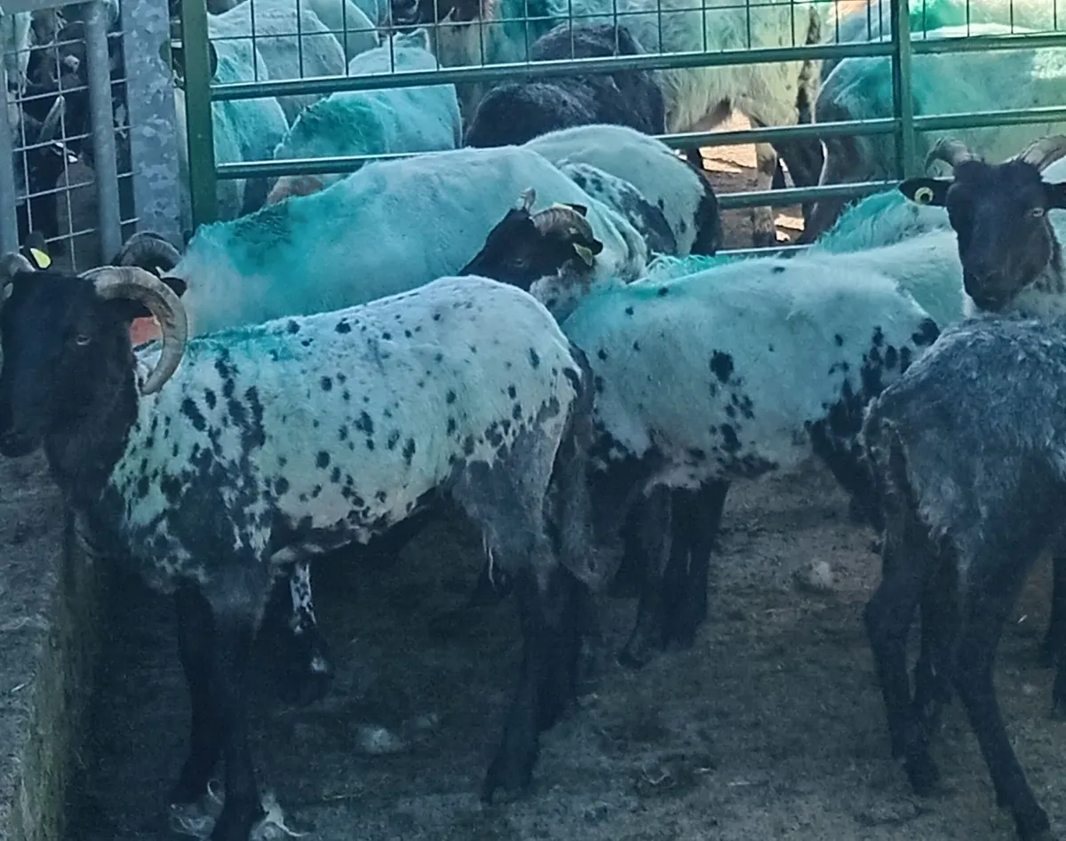 Ewe Hoggs - Image 2