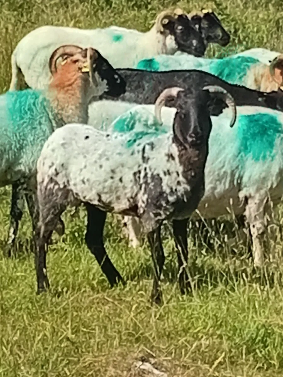 Ewe Hoggs - Image 3