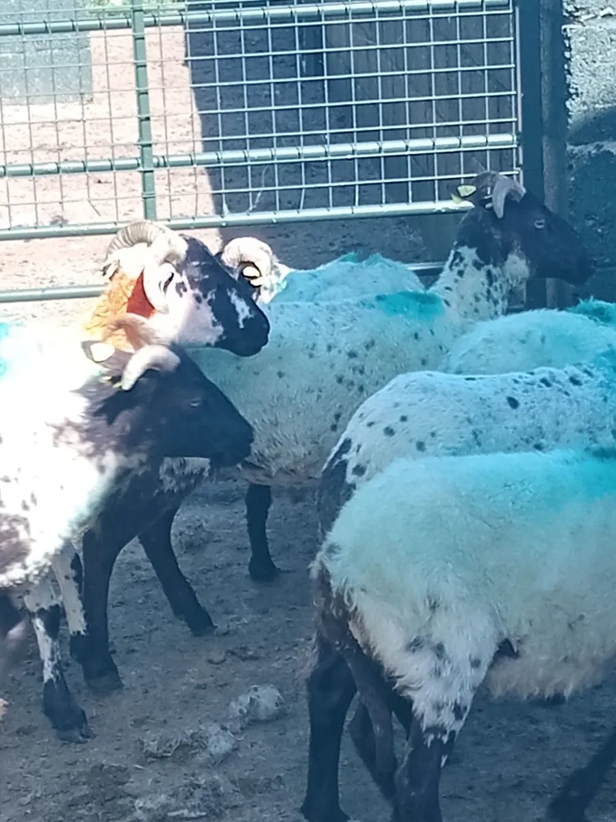 Ewe Hoggs - Image 4