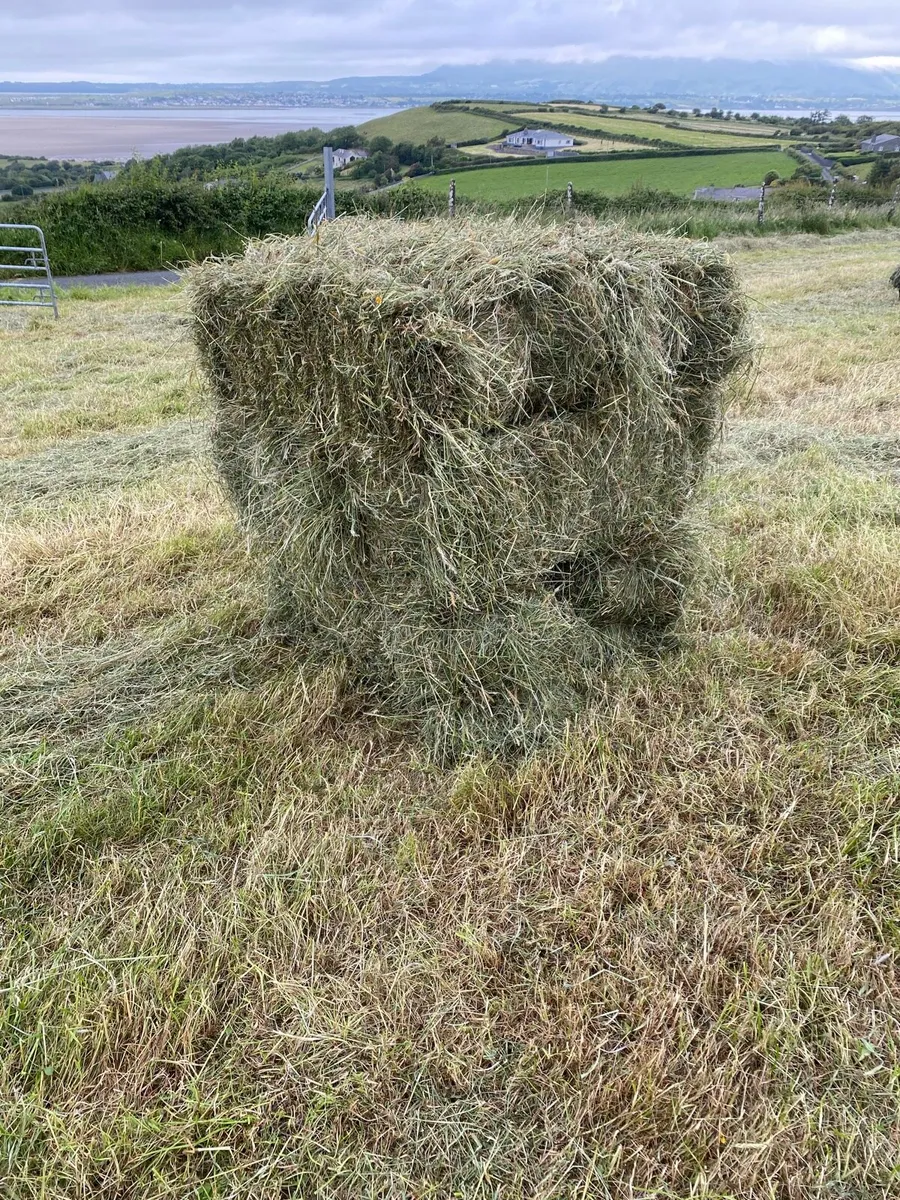 Square Bales of hay - Image 1
