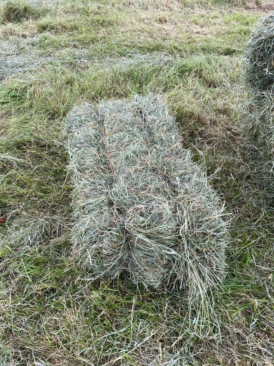 Square Bales of hay - Image 2