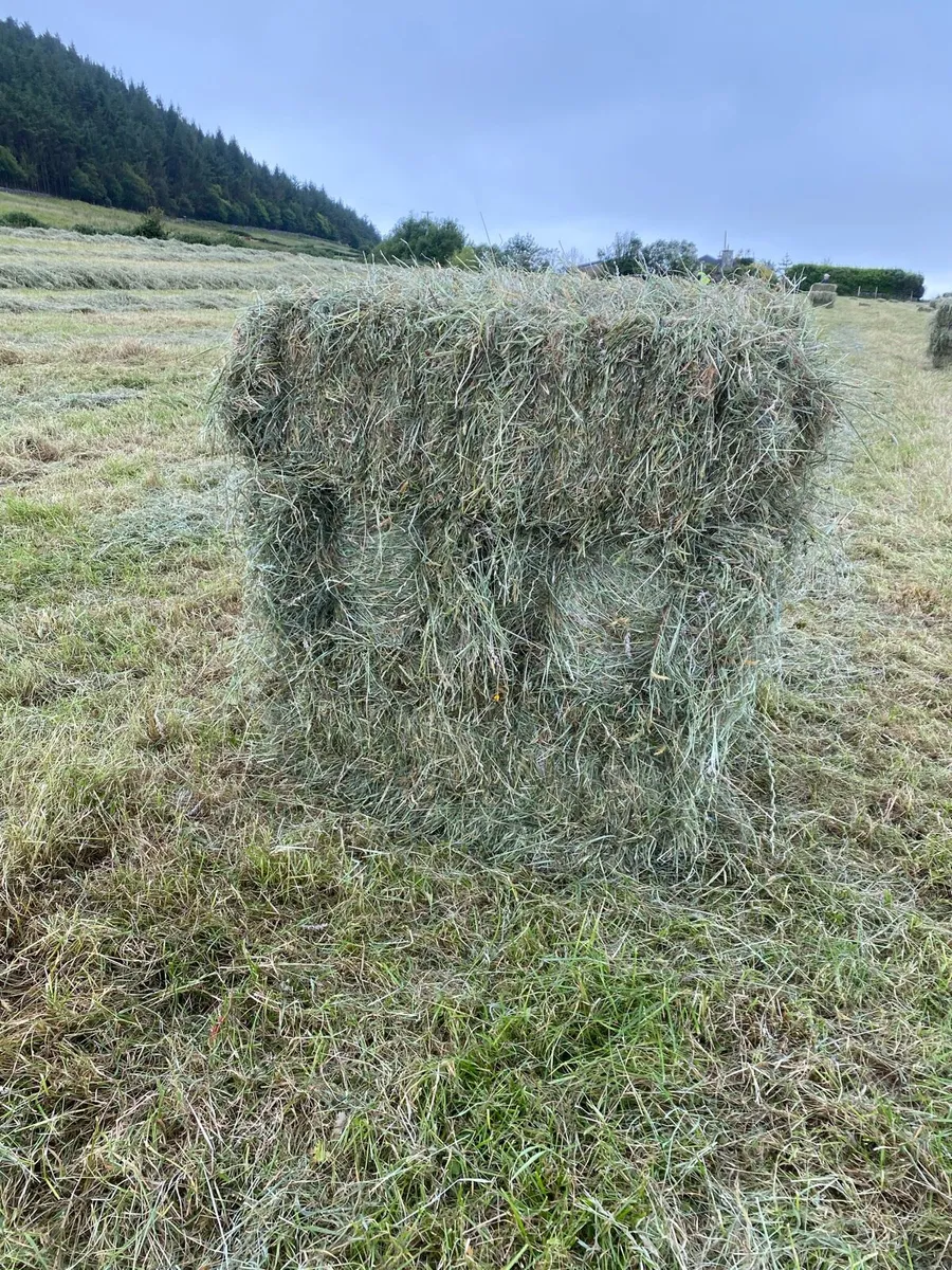 Square Bales of hay - Image 4