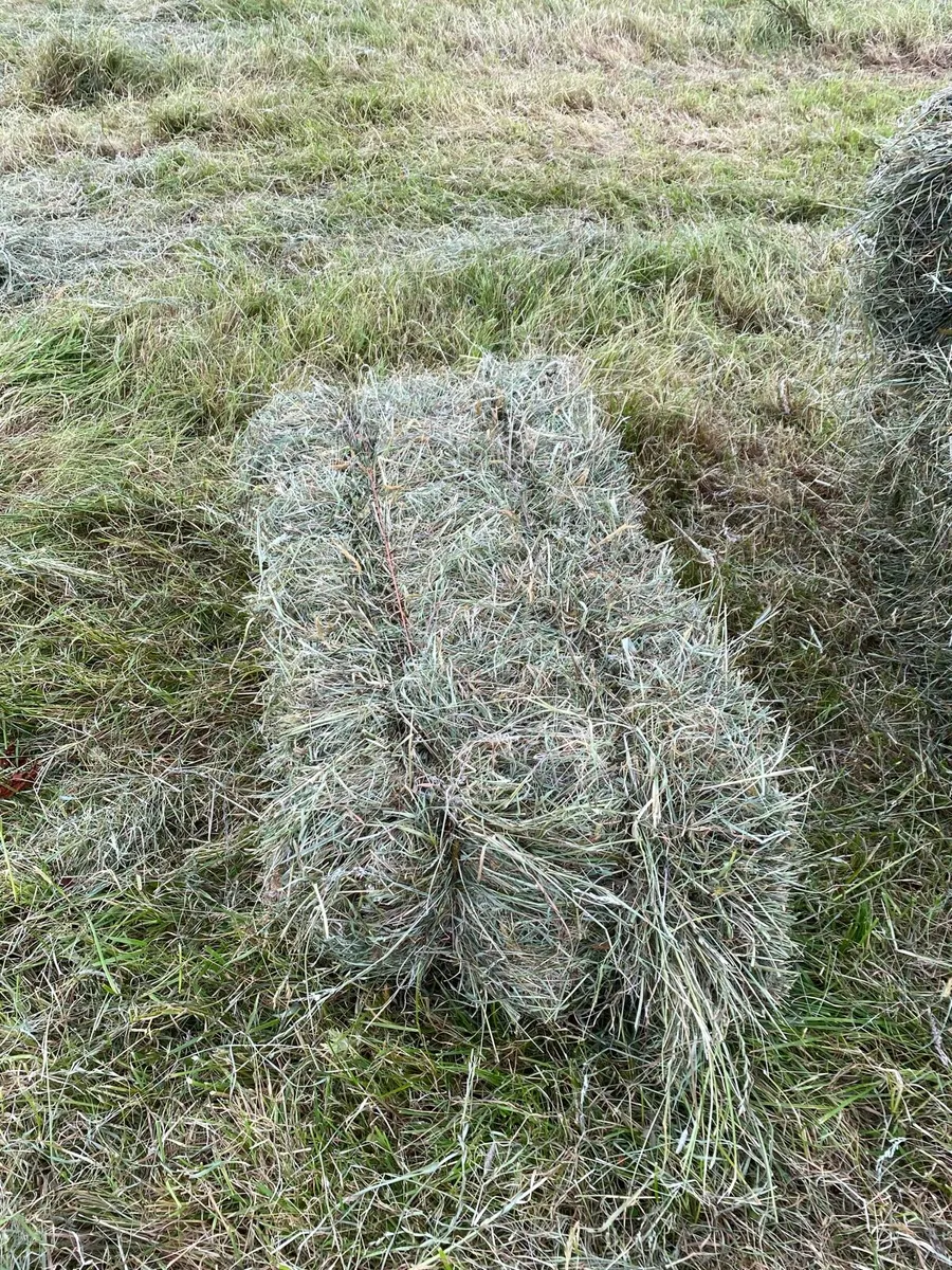Square Bales of hay - Image 3
