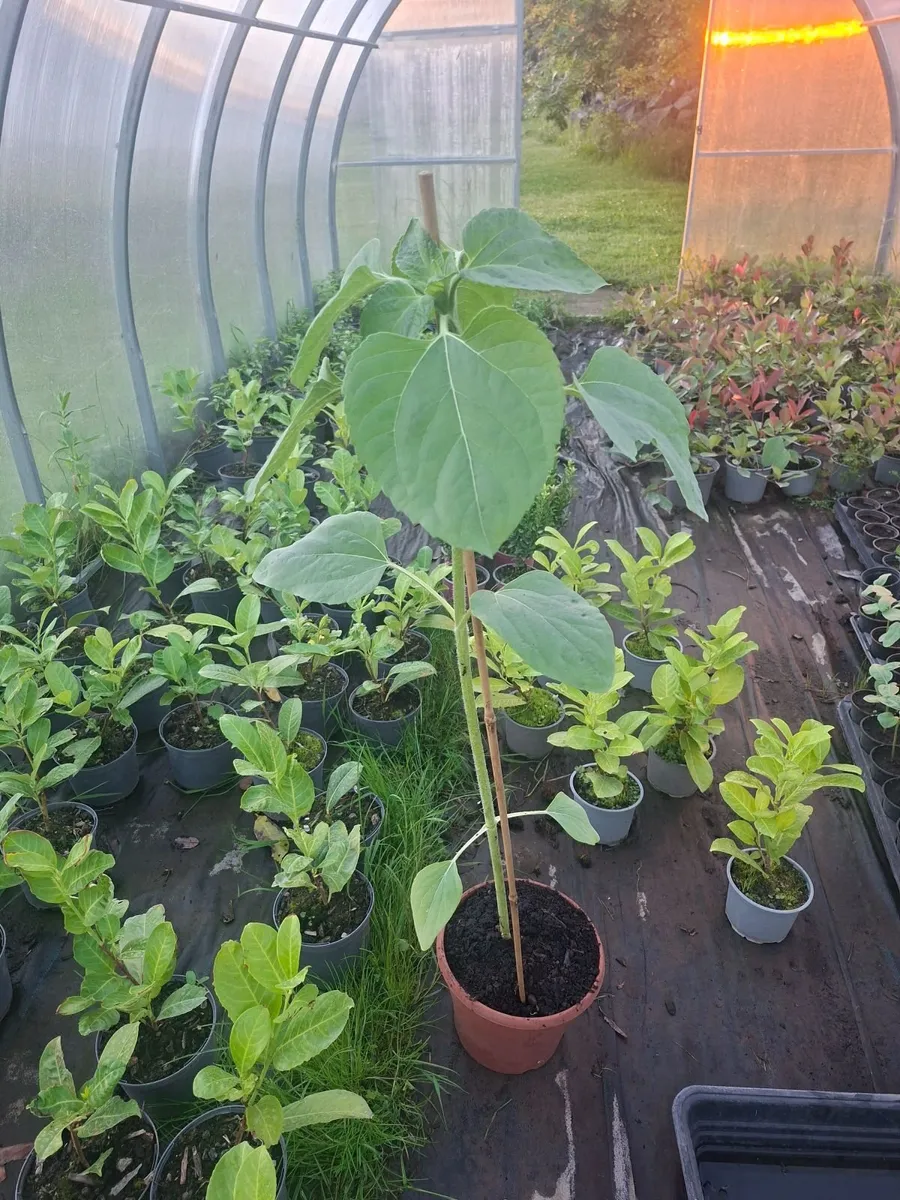 Sunflower - Image 1