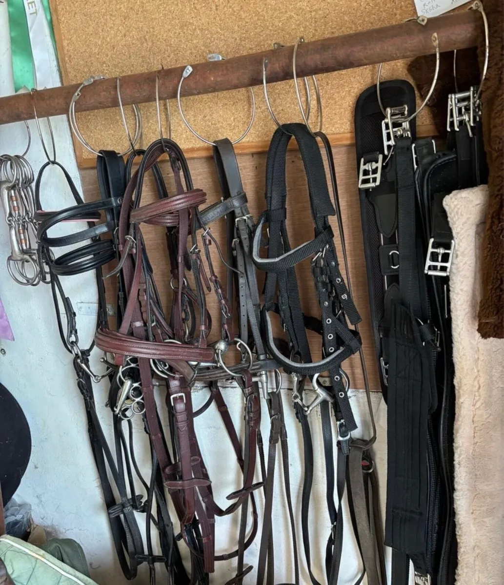 TACK/ BACK PROTECTORS/ ACCESSORIES - Image 2